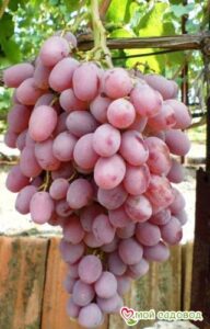 Виноград Тайфи розовый в Анжеро-Судженске