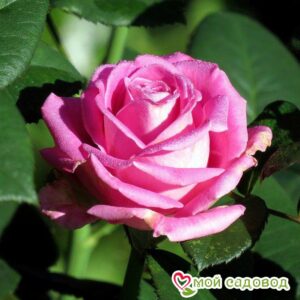 Роза чайно-гибридная Аква в Анжеро-Судженске