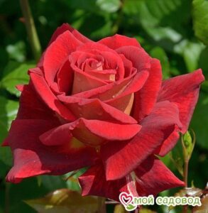 Роза чайно-гибридная Клеопатра в Анжеро-Судженске