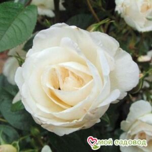 Роза Спрей белый в Анжеро-Судженске