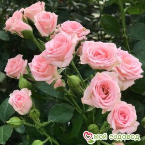 Роза спрей Лидия в Анжеро-Судженске