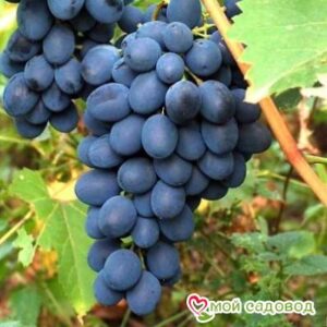 Ароматный и сладкий виноград “Августа” в Анжеро-Судженске