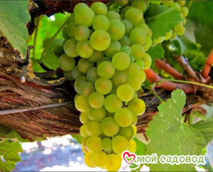 Виноград Амурский Белый (Высокоурожайный, ранний сорт) в Анжеро-Судженске