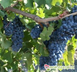 Виноград Рубиновый Магарача в Анжеро-Судженске