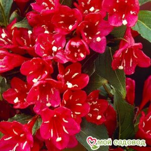 Вейгела цветущая “Ред Принц” в Анжеро-Судженске