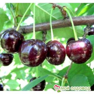 Саженцы вишни – Чудо-вишня в Анжеро-Судженске