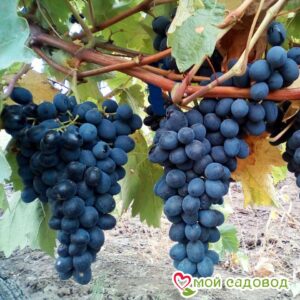 Виноград Молдова в Анжеро-Судженске
