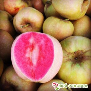 Яблоня Розовый жемчуг в Анжеро-Судженске