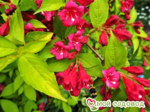 Вейгела цветущая “Рубидор” в Анжеро-Судженске