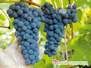 Виноград Амурский синий в Анжеро-Судженске