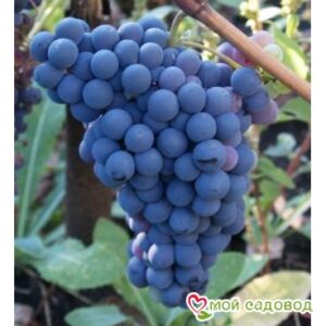 Виноград Чёрный Изумруд в Анжеро-Судженске
