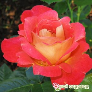 Роза Декор Арлекин в Анжеро-Судженске