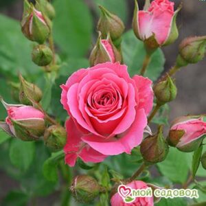 Роза Спрей розовый в Анжеро-Судженске