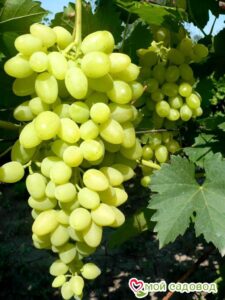 Виноград Осенний крупноплодный в Анжеро-Судженске