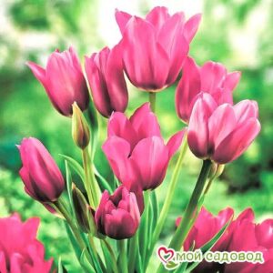 Тюльпан многоцветковый Пурпл Букет в Анжеро-Судженске