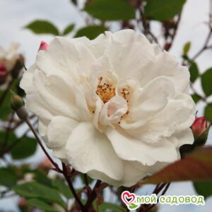 Роза Белый каскад в Анжеро-Судженске