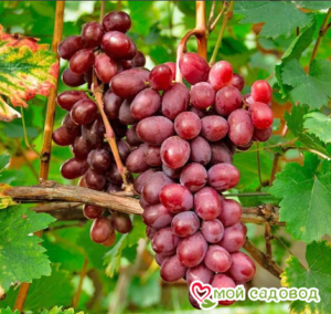 Виноград Виктория винная в Анжеро-Судженске