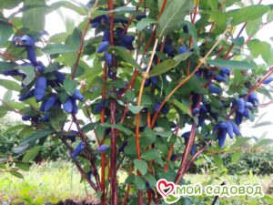 Жимолость Медовая ягода в Анжеро-Судженске