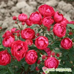 Роза полиантовая Морздаг Ред (Morsdag Red) в Анжеро-Судженске