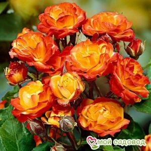 Роза полиантовая Румба (Rumba) в Анжеро-Судженске