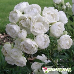 Роза полиантовая Морздаг Уайт (Morsdag White) в Анжеро-Судженске